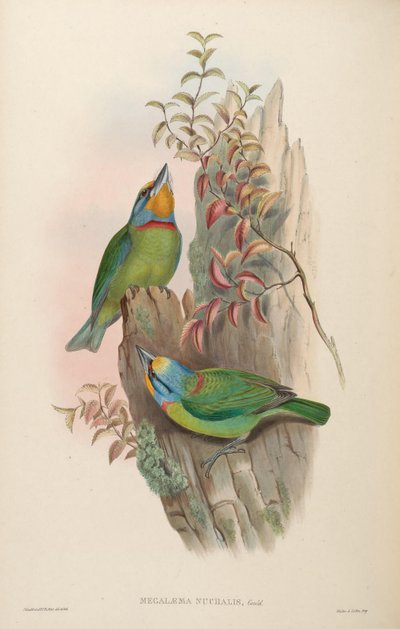 Megalaima nuchalis von John Gould